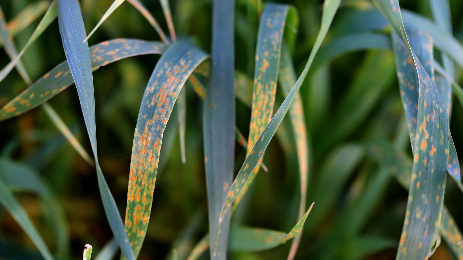 Close-up of leaves affected by the fungal disease rust. Leaf rust manifests as small, round to oval-shaped lesions on the leaves of infected plants. These lesions start as yellow to orange spots on the upper surface of the leaf, eventually developing into reddish-brown pustules filled with powdery rust-colored spores.