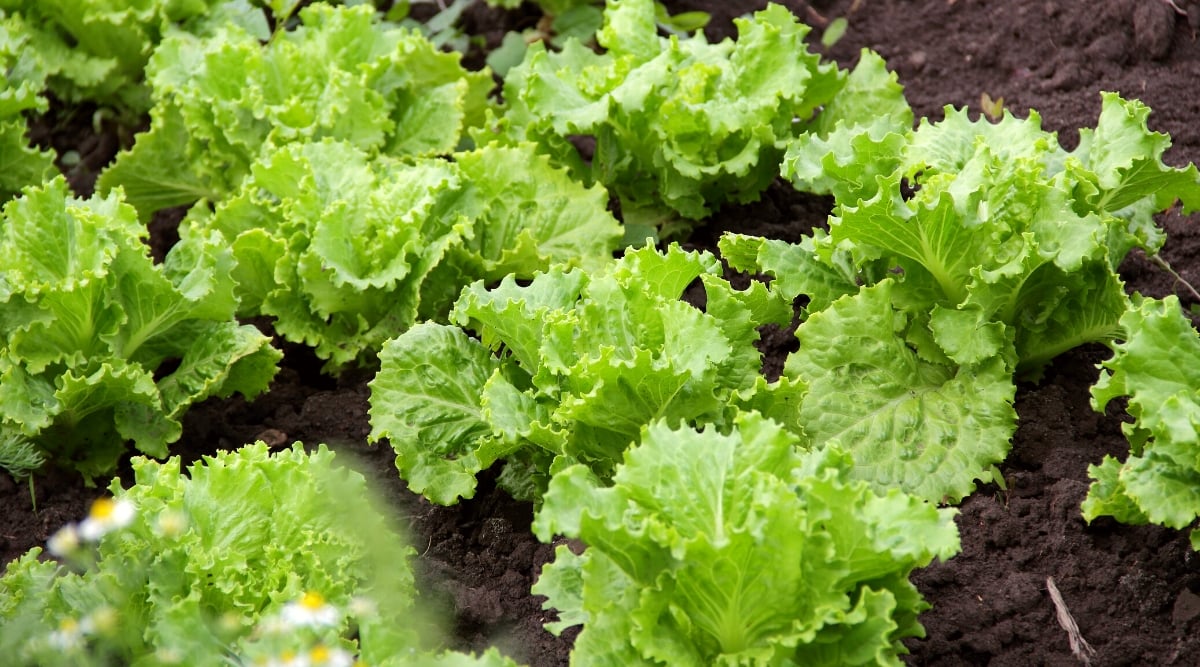 Close-up of lettuce growing in a garden bed. Lettuce plants have a compact, rosette-like appearance with crisp, leafy foliage arranged in loose heads. The leaves are broad, bright green in color with curly edges and a wrinkled texture.