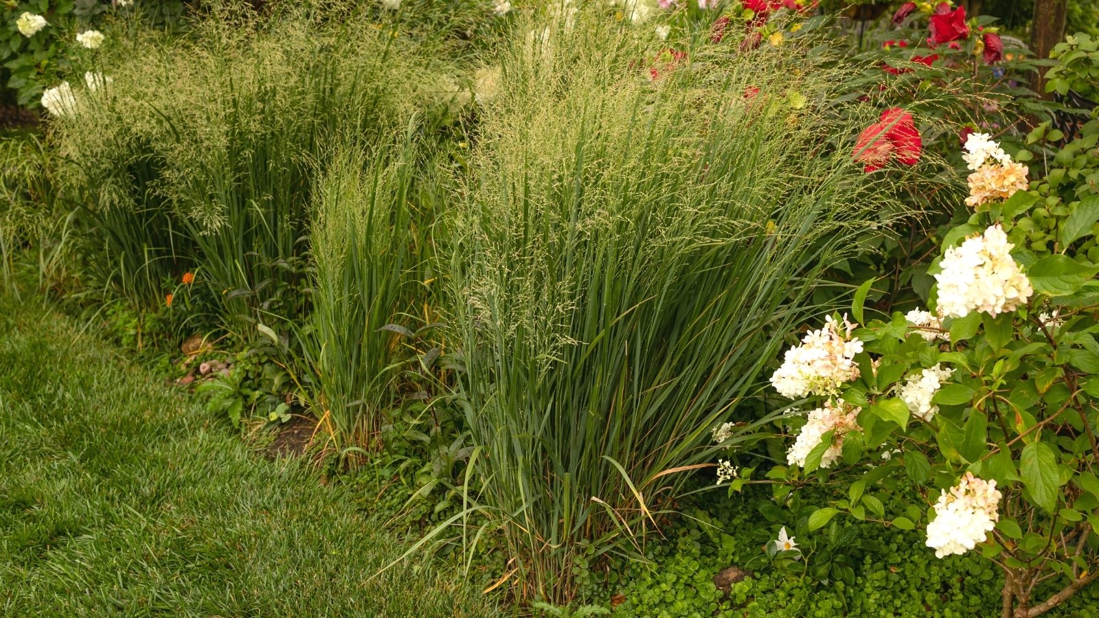 Close-up of a garden bed with Panicum 'Frosted Explosion' growing among blooming roses and hydrangeas. Panicum 'Frosted Explosion' is renowned for its captivating appearance, featuring narrow, arching leaves with a distinctive bluish-green hue. These leaves form dense clumps with an upright growth habit, providing an elegant backdrop for the ornamental grass's standout feature – its frothy and airy seed heads.
