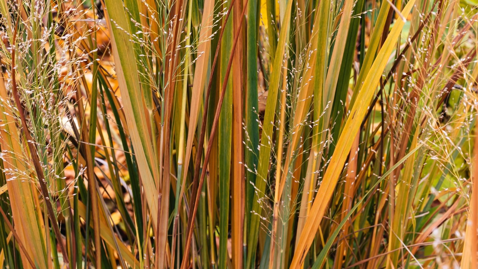 Close-up of Panicum virgatum cultivars with orange leaves and seed heads in the garden. The foliage of these cultivars is characterized by narrow, linear leaves that transition from green to a striking orange hue as they mature. This ornamental grass produces airy panicles (seed heads) of tiny seeds.