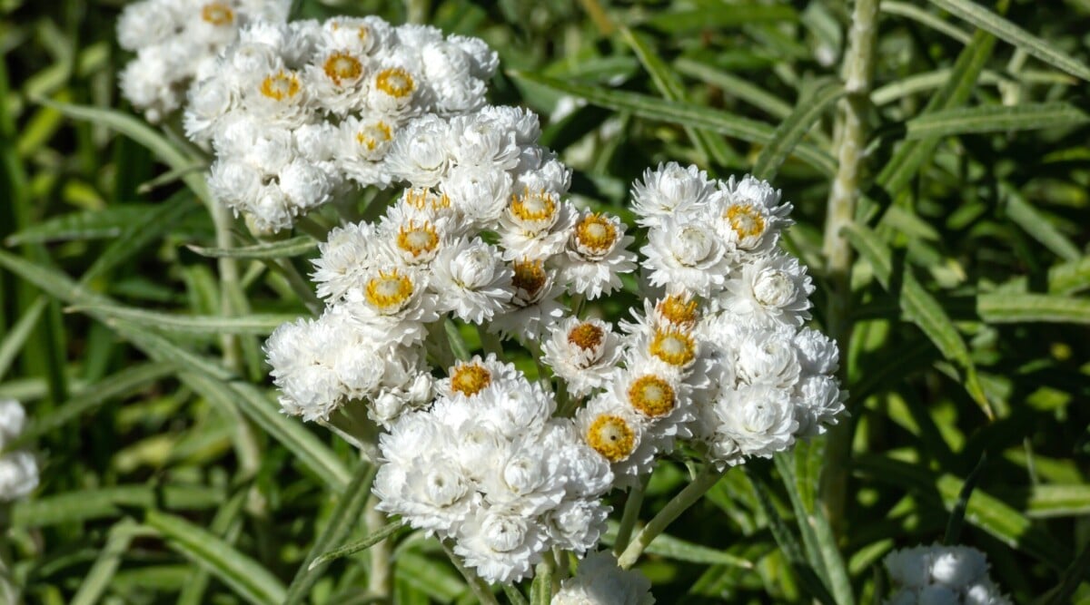 Close-up of a blooming pearly everlasting plant in a sunny garden. Pearly Everlasting is a perennial herbaceous plant with a striking appearance characterized by clusters of small, creamy-white flowers arranged in flattened, button-like heads atop slender stems. These flowers contrast beautifully with the plant's silvery-gray foliage, which is lance-shaped and densely covered in fine hairs.
