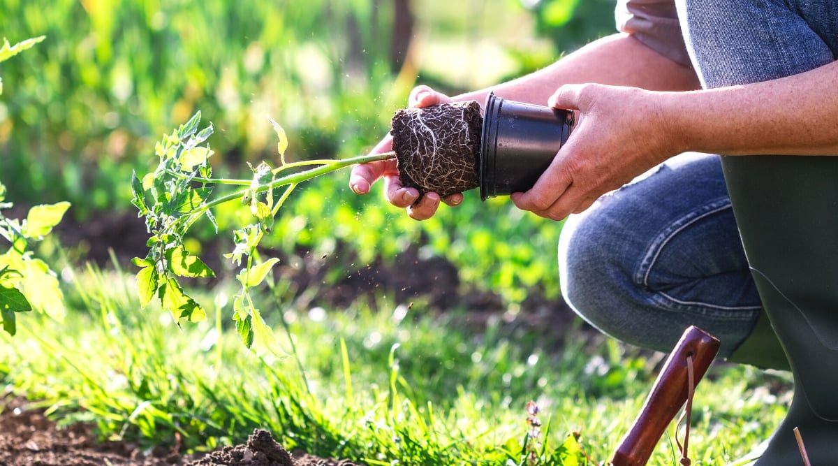 Close-up of a gardener checking the roots of a young tomato seedling in a sunny garden. The gardener is wearing black rubber boots, jeans and a brown sweater. He is holding a black plastic pot and a tomato seedling in his hands. A tomato seedling has a root ball, an upright, slightly hairy stem, and compound leaves with slightly serrated edges.