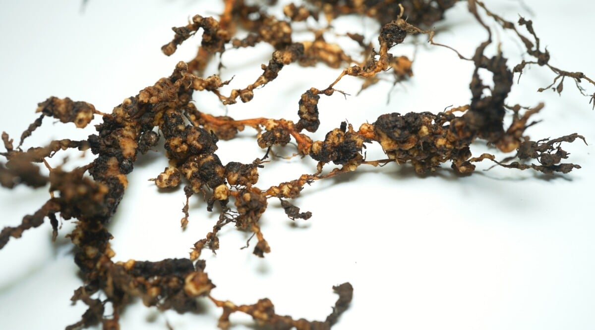 Close-up of the roots of a plant affected by root-knot nematodes on a white background. They exhibit a characteristic appearance of swollen, knotted, and galled roots. Infected roots appear stunted, discolored, and have reduced branching.
