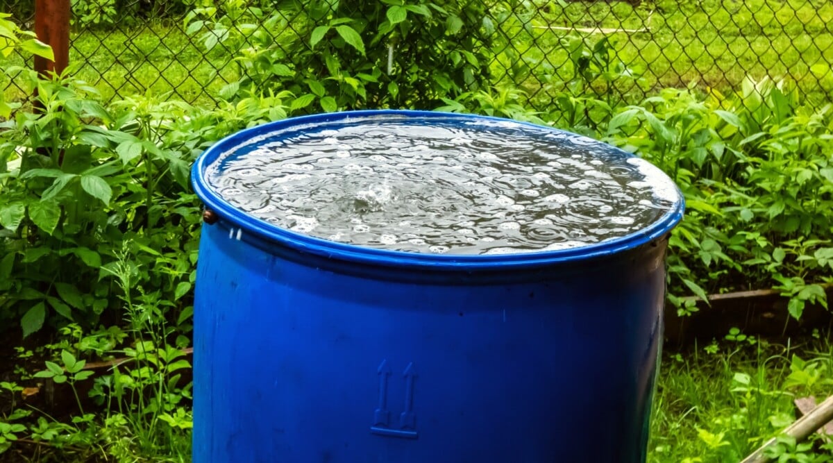 Sustainable garden. Close-up of a blue barrel with collected rainwater in a garden against a background of green foliage. The barrel is large, tall, with a round hole, completely filled with water.