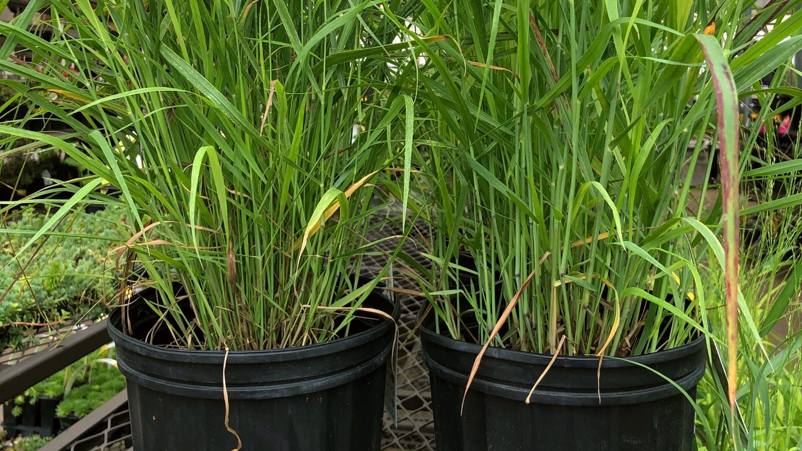 Close-up of two black pots with switch grass ornamental plants in the garden. Panicum virgatum cultivars are characterized by their upright, clumping growth habit and ornamental foliage. These grasses feature narrow, linear leaves that range in color from blue-green to green. The foliage forms dense tufts or mounds that add texture and vertical interest to garden landscapes.