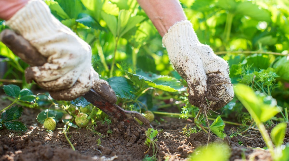 Close-up of a gardener's hands pulling out weeds and roots in a garden bed. The gardener's hands are dressed in white gloves. A gardener uses a metal garden tool with a fork on the end.