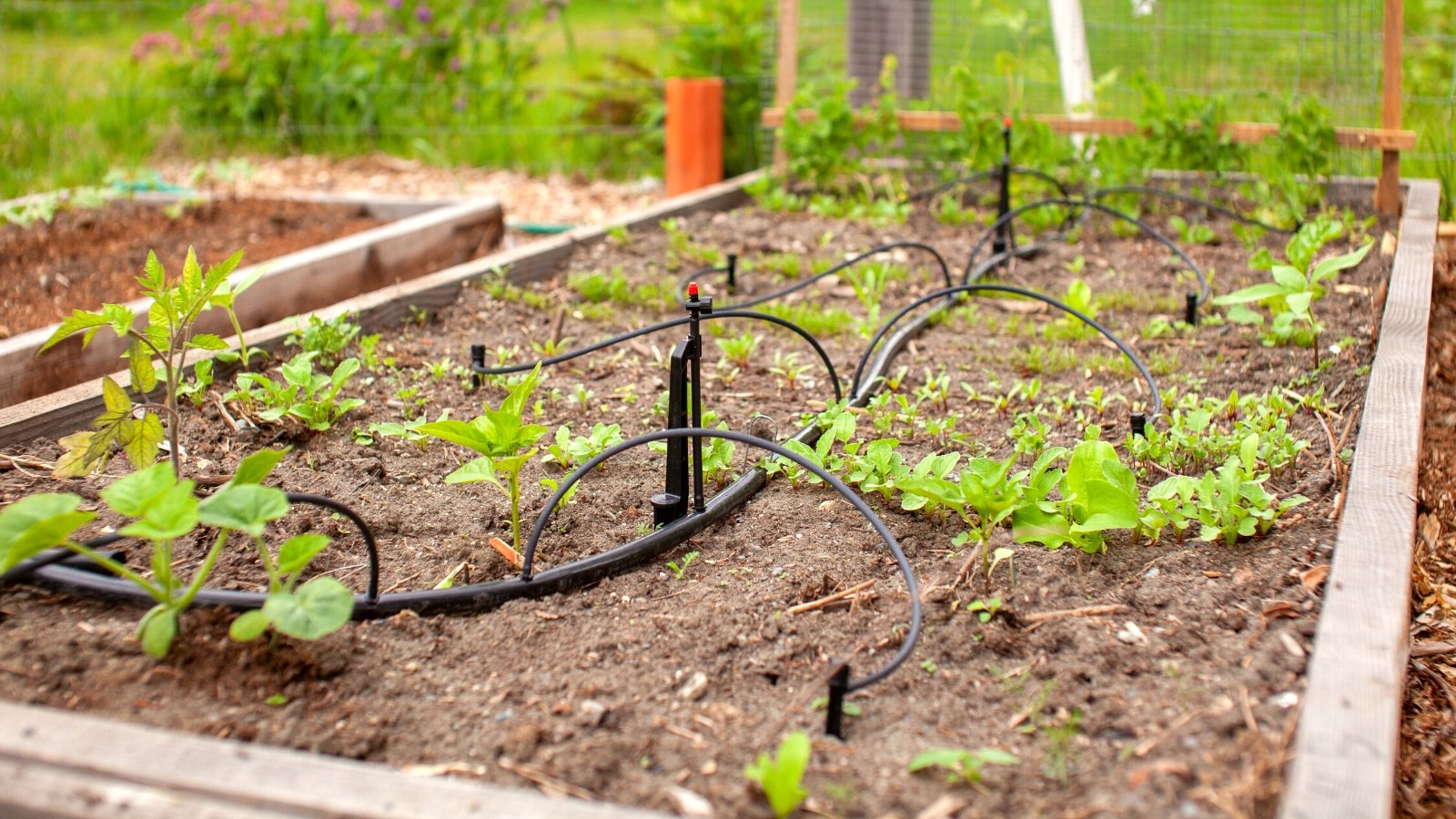 Close-up of a wooden raised bed with drip irrigation installed. Young tomato, zucchini, lettuce and other plants grow in the garden bed. A drip irrigation system consists of a network of small tubing and emitters that deliver water directly to the base of plants. The system features thin, flexible tubing that runs along rows of plants with small emitters spaced at regular intervals to release water directly to the soil surface near the plants' roots.