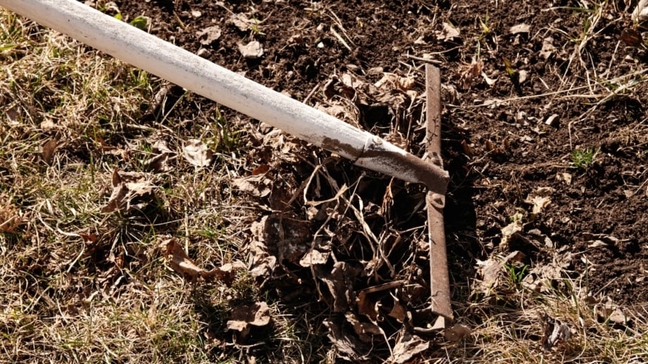 How To Grow A Food Forest