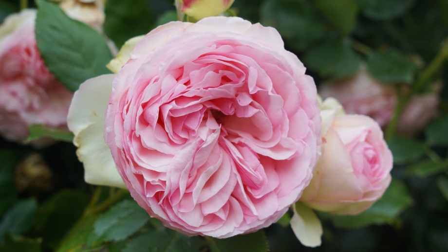 Long Life Roses 17 Roses With Extremely Long Lifespans