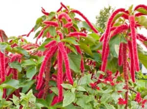 Vivid crimson love-lies-bleeding amaranth blooms dangle gracefully, resembling cascading tears of passion against a backdrop of lush green leaves. Each petal tells a tale of love's intensity, evoking emotions that spill over in vibrant hues.