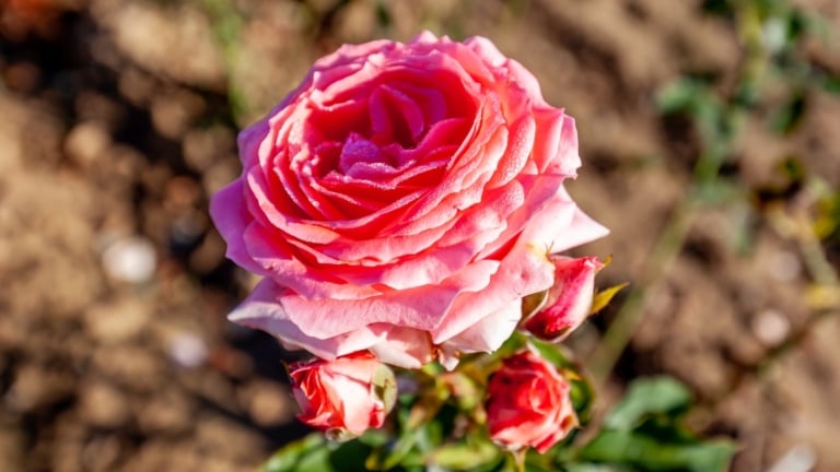 Long Life Roses 17 Roses With Extremely Long Lifespans