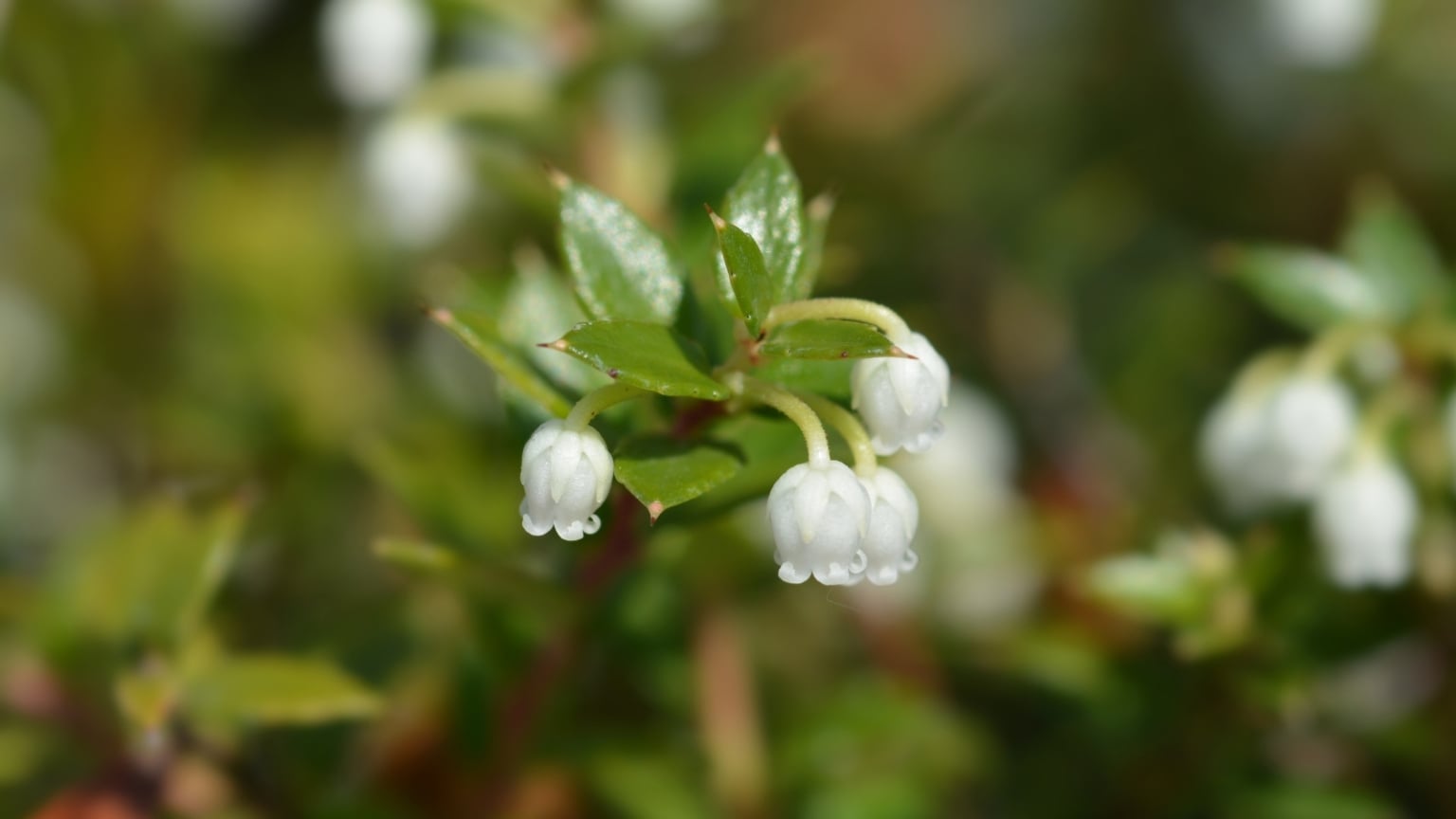How to Plant, Grow, and Care For Wintergreen