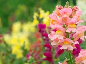 A prominent pink cluster of 'Cannes Light Bronze' stands tall against a blurred background adorned with purple and yellow flowers, accompanied by lush greenery. The soft hues and intricate details evoke a sense of tranquility and harmony.