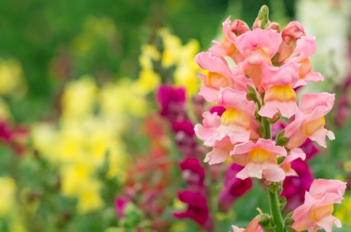 A prominent pink cluster of 'Cannes Light Bronze' stands tall against a blurred background adorned with purple and yellow flowers, accompanied by lush greenery. The soft hues and intricate details evoke a sense of tranquility and harmony.