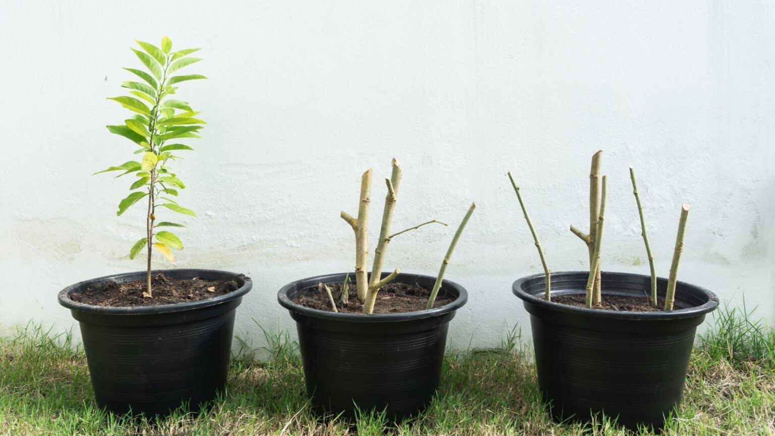 How to Plant, Grow, and Care for 'Gala' Apple Trees