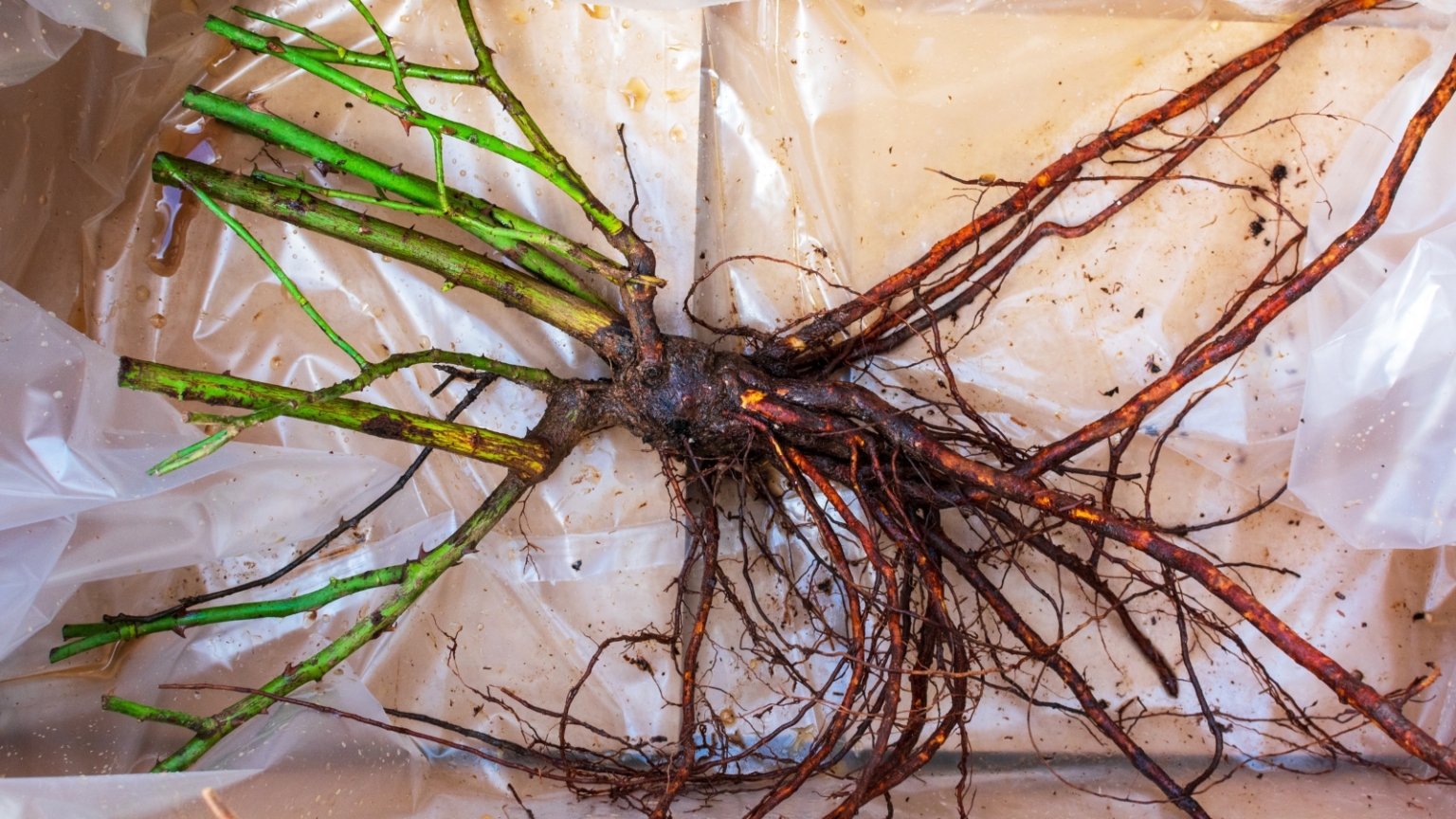 How to Plant, Grow, and Care for Bare-Root Roses
