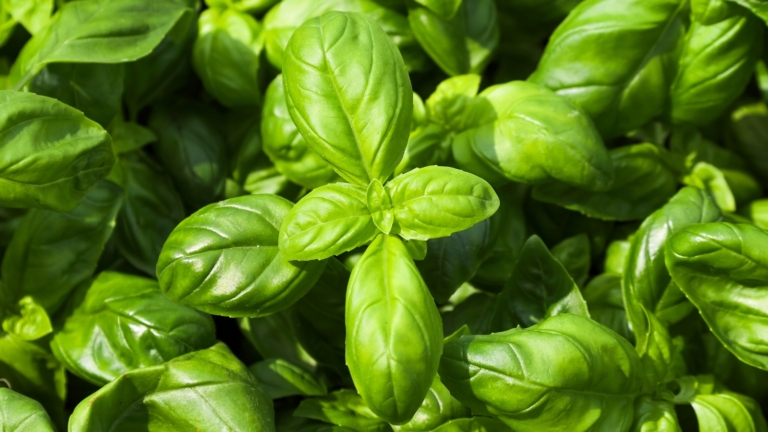 Basyl 15 Delicious Culinary Herbs You Need in Your Garden