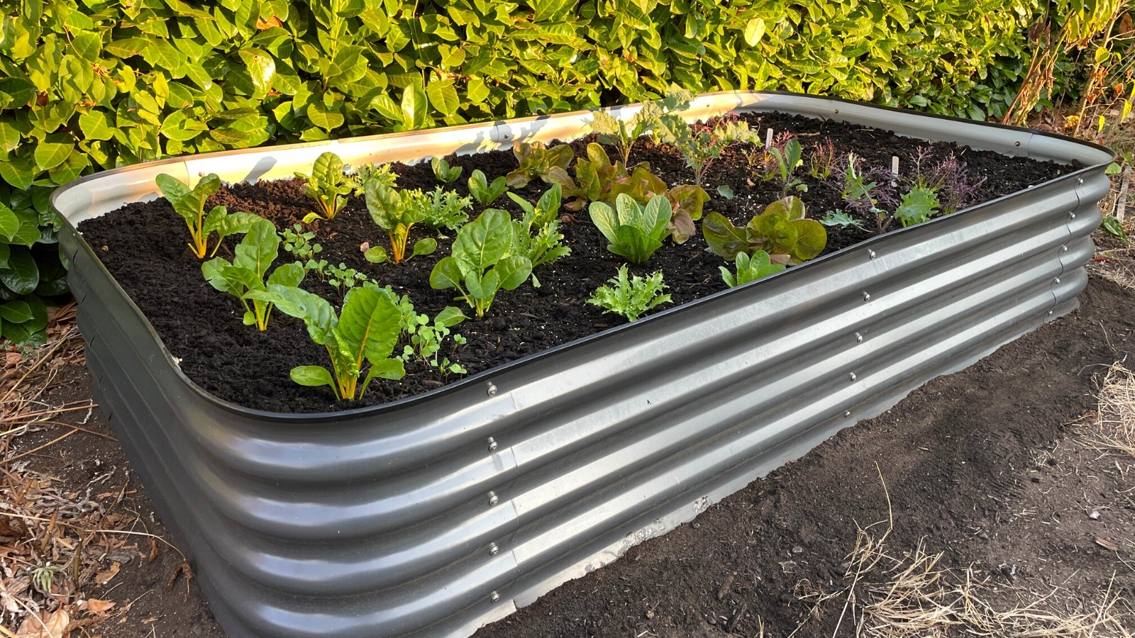 Close-up of Birdie's raised bed in a sunny garden. Birdie's raised beds are known for their sleek and modern appearance, featuring sturdy metal construction with clean lines and a smooth, powder-coated finish. This raised bed is available in a glossy grey. Plants such as lettuce, kale and rainbow chard grow in the garden bed.