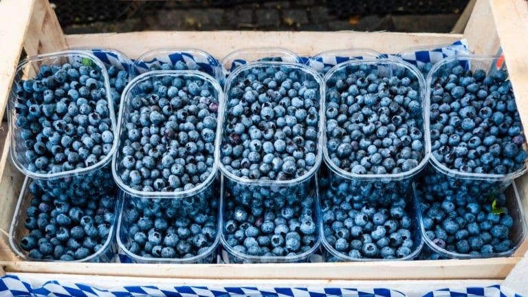 13 Tastiest Blueberry Varieties for Home Gardens