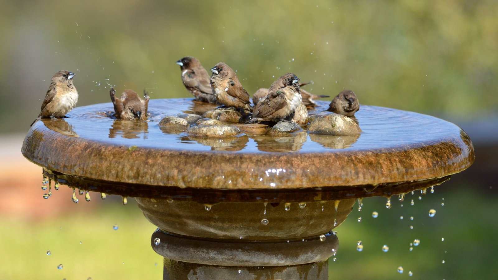 Close-up of Bronze Mannikins bathing at a water bath in a sunny garden. A bird bath consists of a shallow basin supported by a pedestal. The basin is made of stone. The pedestal is sturdy and is embellished with ornate details or sculptural elements. Bronze mannikins are small, lively finches with a striking appearance characterized by their bronzy-brown plumage, which has a glossy sheen in the sunlight.