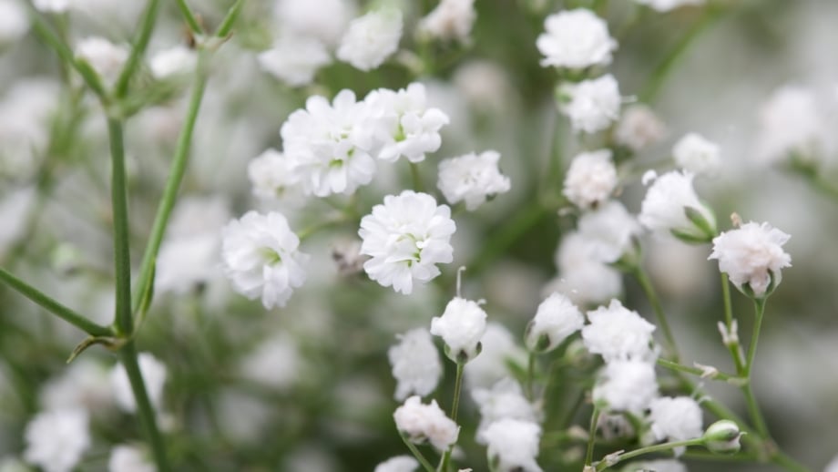 27 Beautiful Filler Plants for Flower Arrangements and Bouquets