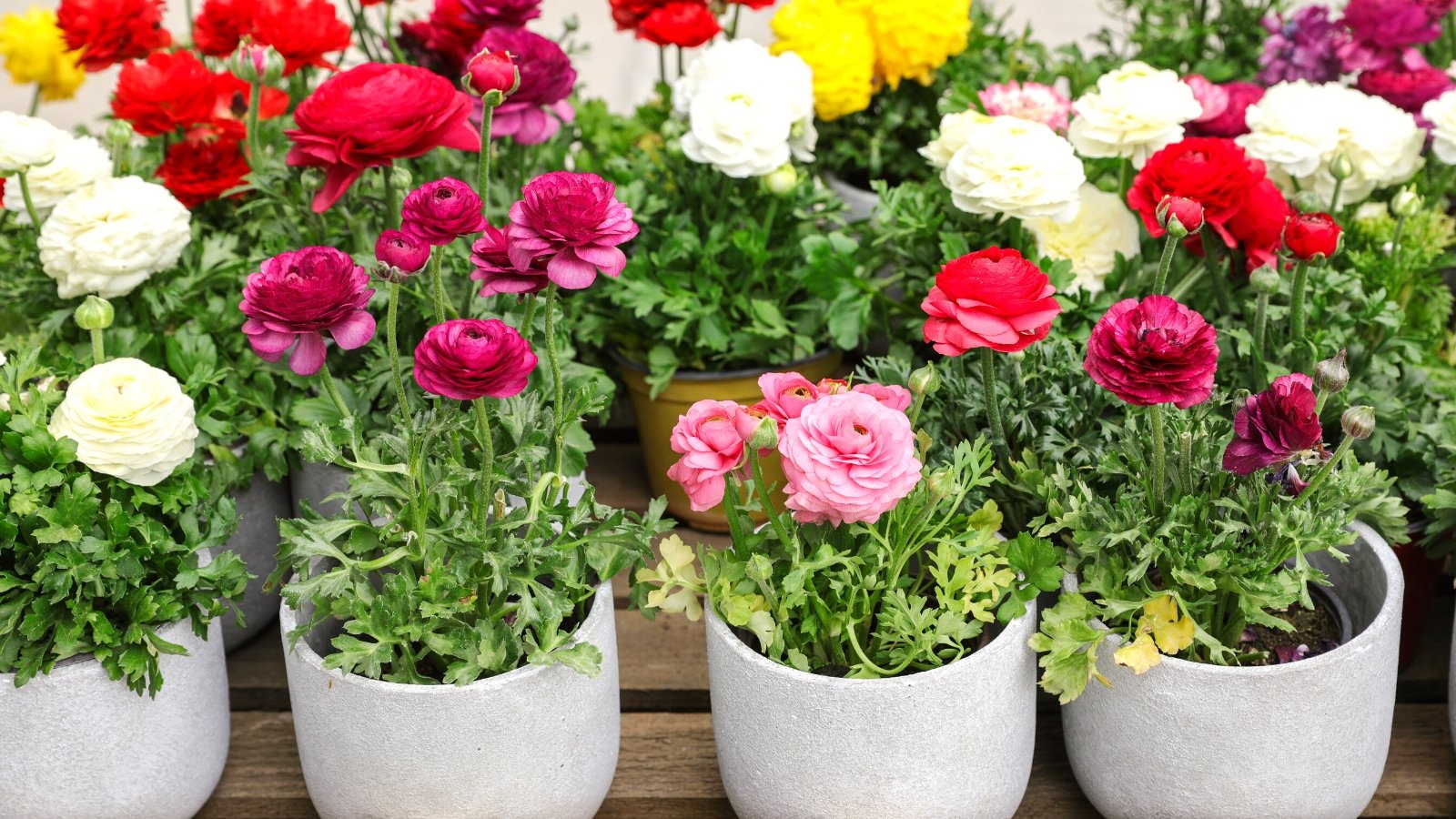 Close-up of blooming Ranunculus asiaticus in gray ceramic pots on a wooden surface. Ranunculus asiaticus plants are characterized by their dense clusters of lush, deeply lobed foliage, forming mounds of vibrant greenery. Rising above the foliage are erect stems that bear stunning, multi-layered flowers in an array of colors including soft pink, white, purple pink, red and yellow.