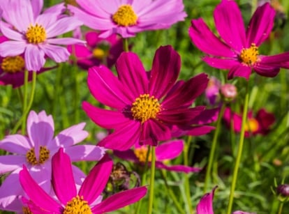 Purple cosmos flowers, vibrant under the sun's glow, radiate beauty in various hues. In the backdrop, blurred green stems form a lush tapestry, enhancing the floral spectacle with their verdant presence, showing how to grow cosmos