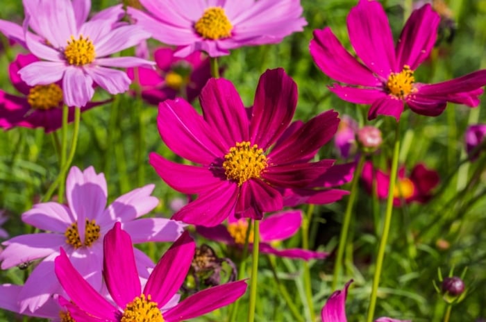 Purple cosmos flowers, vibrant under the sun's glow, radiate beauty in various hues. In the backdrop, blurred green stems form a lush tapestry, enhancing the floral spectacle with their verdant presence, showing how to grow cosmos