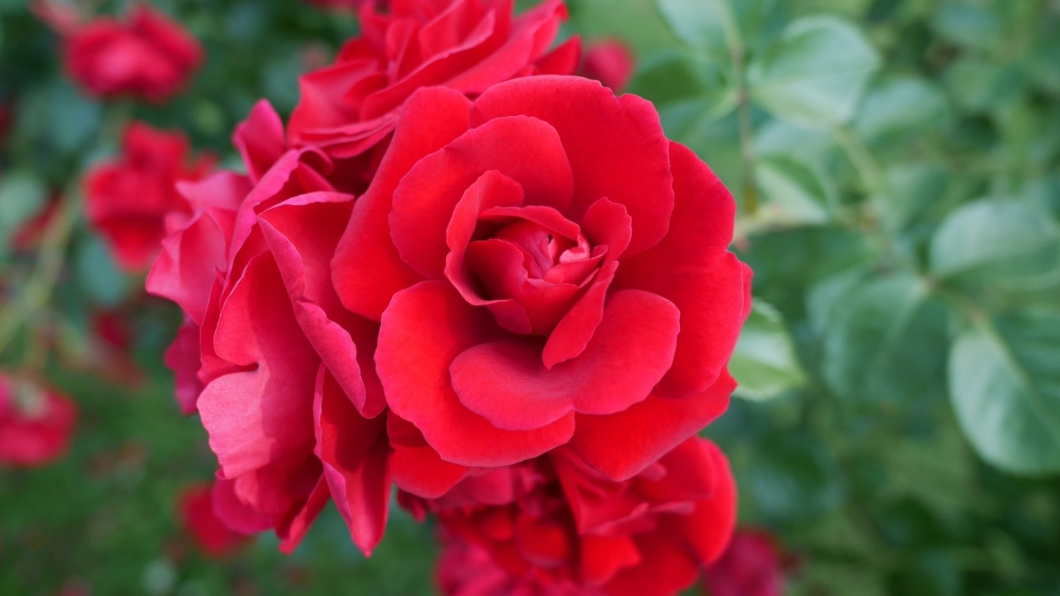 21 Roses That Will Cover a Wall in a Single Season
