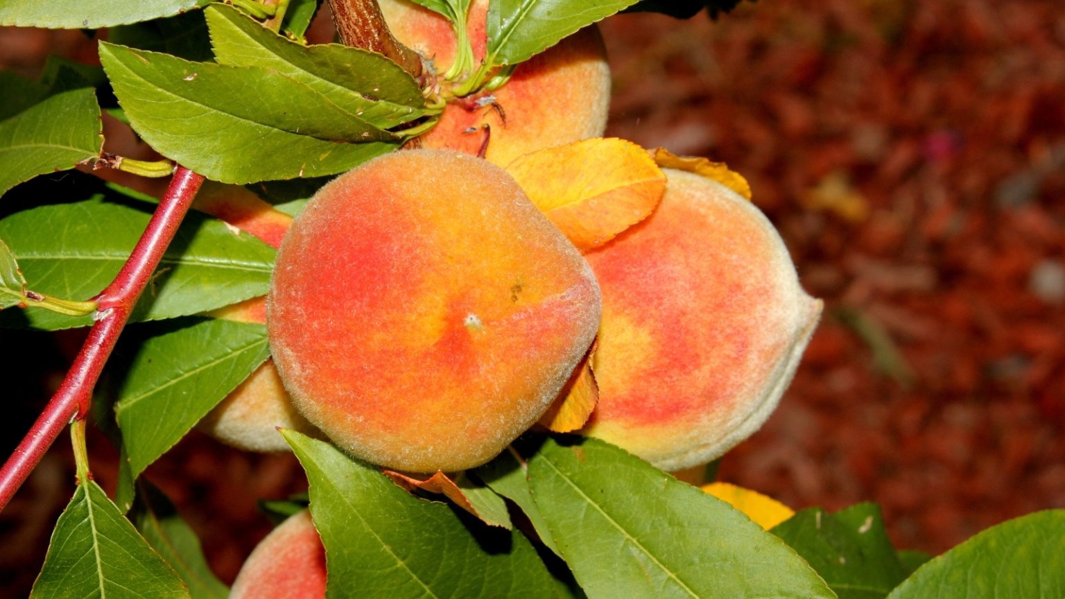 How to Plant, Grow, and Care for ‘Elberta’ Peach Trees