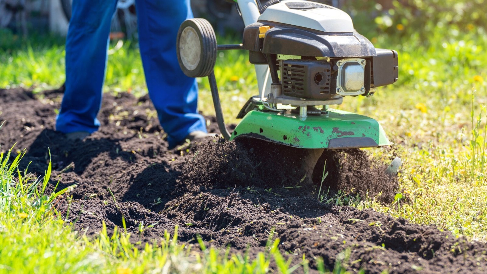 Close-up of a male farmer removing the lawn with cultivator in a sunny garden. The man is wearing a bright blue jumpsuit. The cultivator removes the lawn, leaving behind plowed black loose soil.