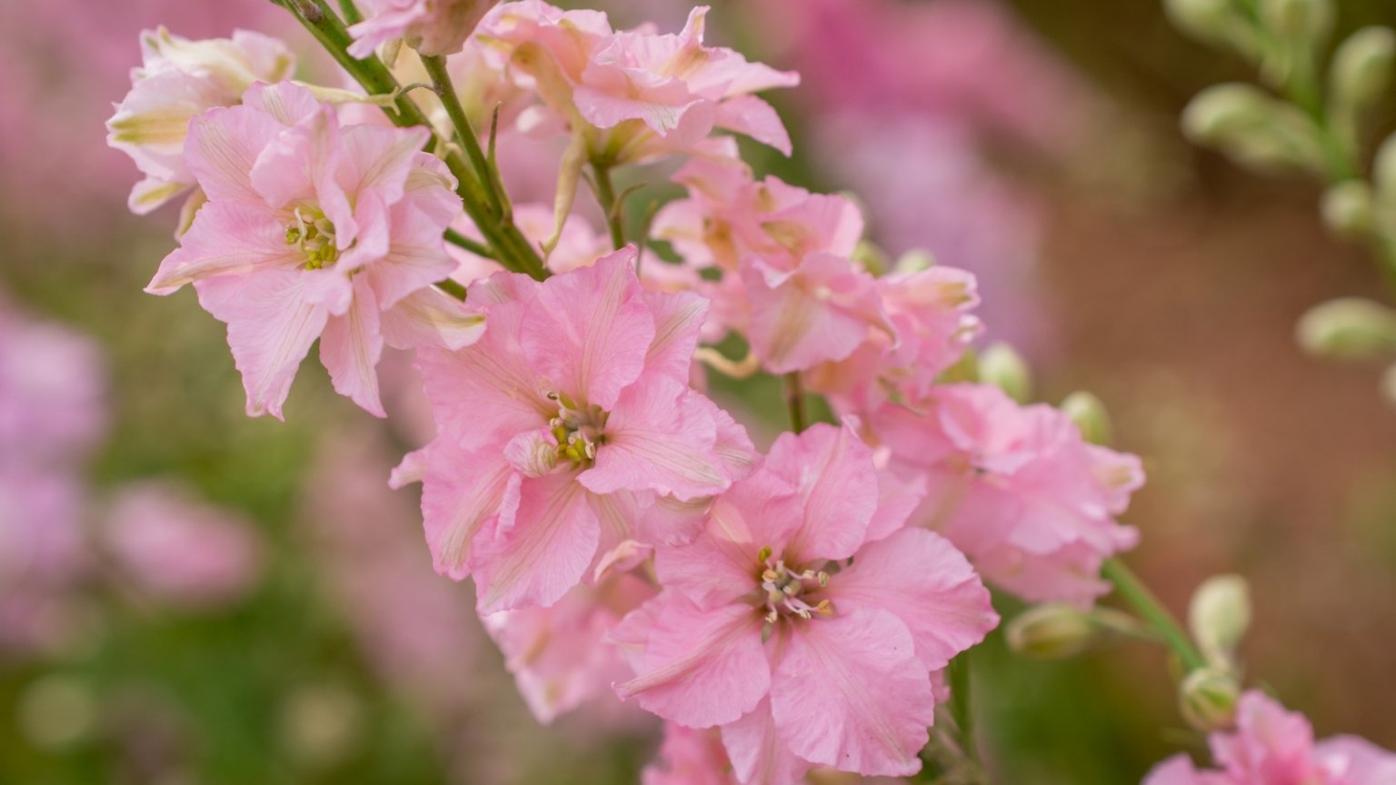 17 Old-Fashioned Flowers for a Garden with Vintage Charm