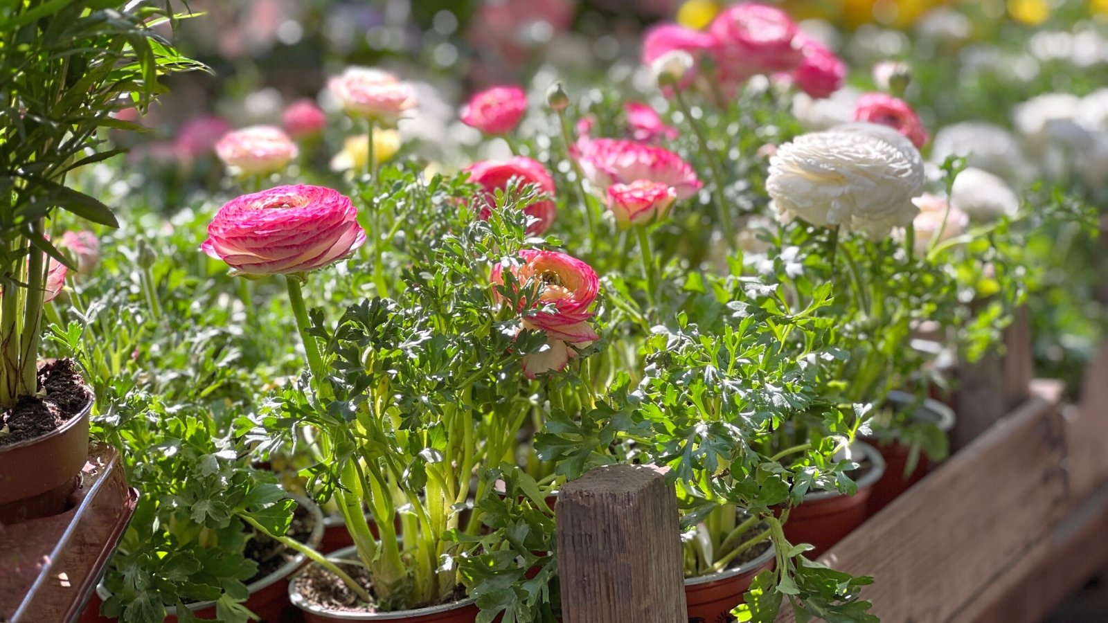Close-up of many potted Ranunculus plants in wooden boxes, in a sunny garden. The plant boasts strikingly lush foliage comprised of deeply lobed, glossy green leaves that form an elegant backdrop to its vibrant, bowl-shaped flowers. These flowers, resembling delicate rosettes, come in an array of hues including pink and white, with petals densely packed and ruffled at the edges.
