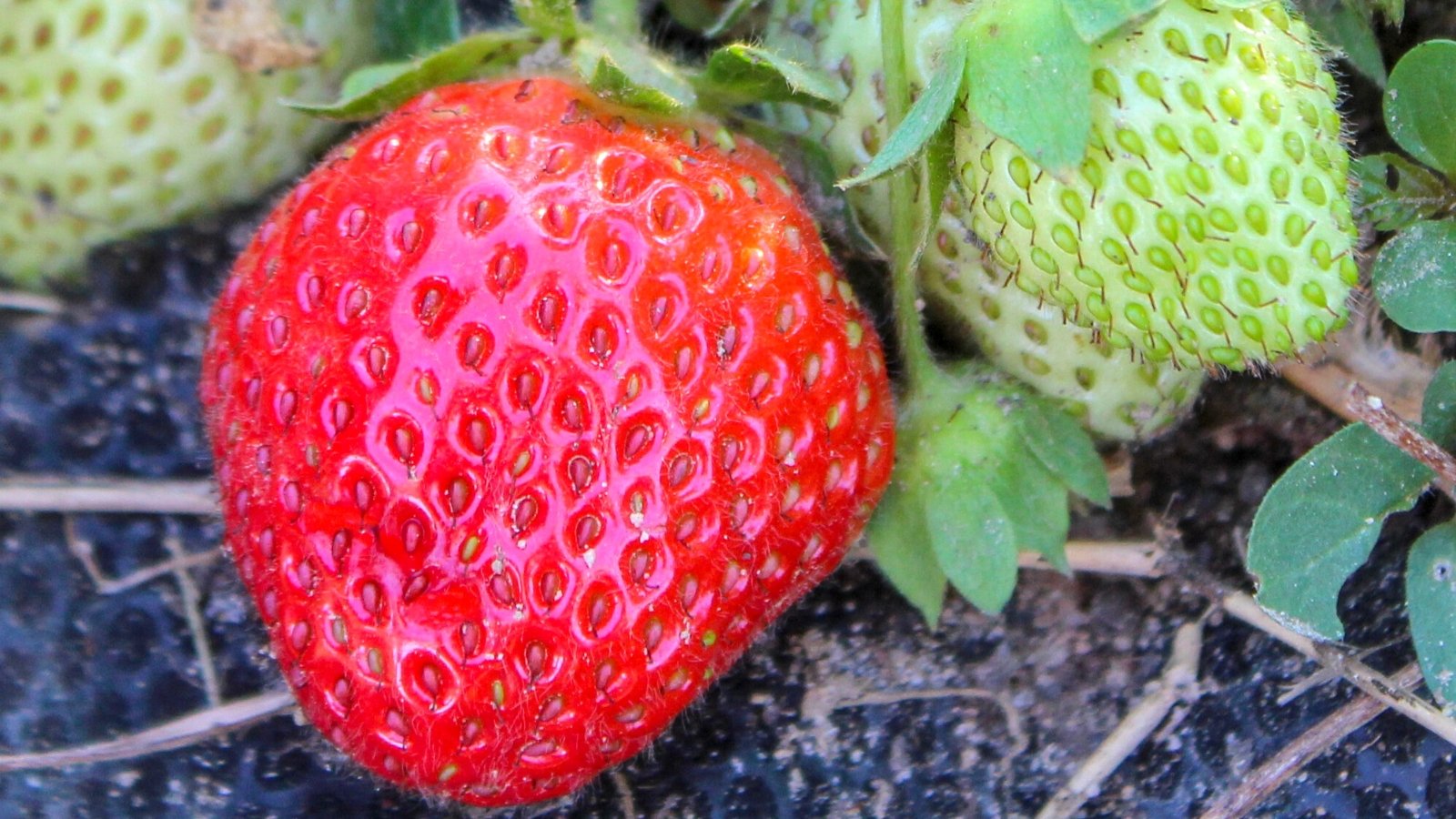 Close-up of ripe Fragaria 'Allstar' berries on the soil in the garden. 'Allstar' showcases large, juicy, bright red strawberries, with a conical shape.