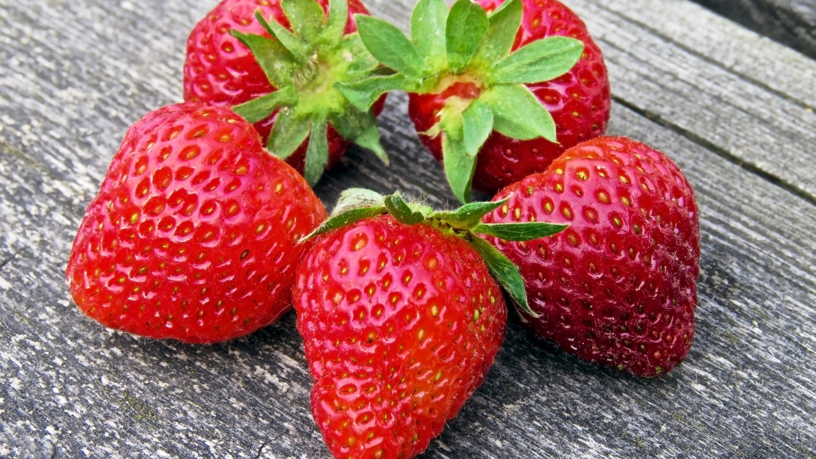 Close-up of ripe Fragaria 'Festival' strawberry fruits on a wooden surface. 'Festival' features firm, bright red strawberries, which are conical in shape and boast a glossy finish.