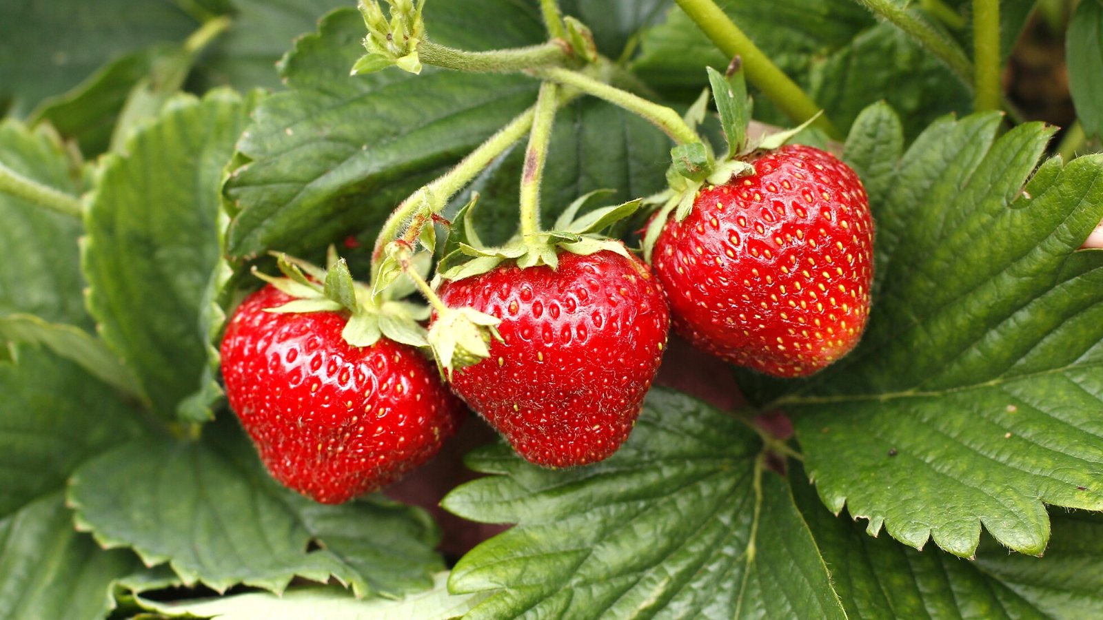 Close-up of ripe Fragaria ananassa 'Earliglow' berries among green foliage. 'Earliglow' presents with light green, serrated leaves, contrasting elegantly with its intensely red strawberries, which are small to medium-sized and boast a glossy surface.