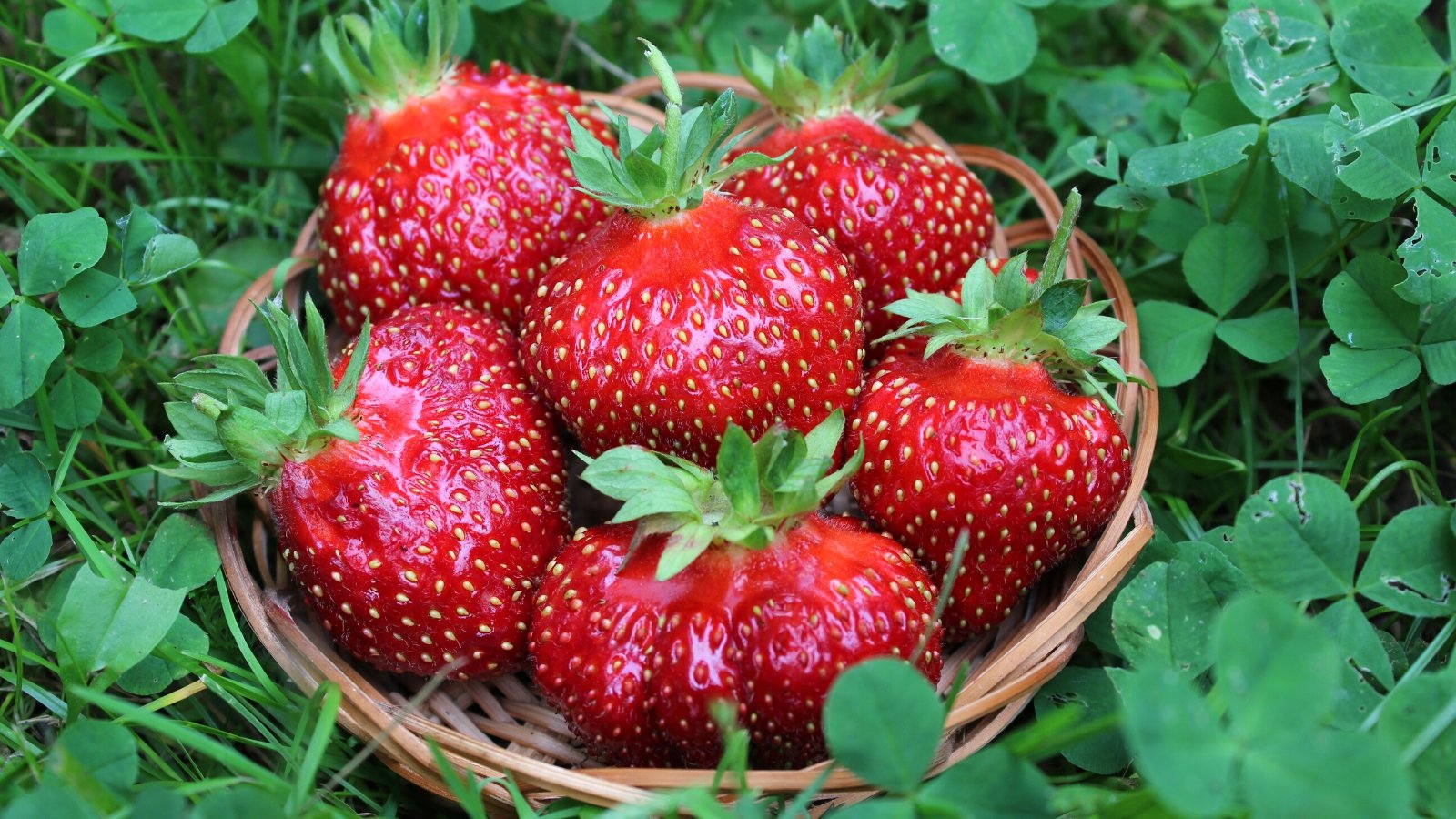 Close-up of ripe Fragaria ananassa 'Fort Laramie' strawberries in a small wicker basket on green grass in the garden. The strawberries it bears are large, firm, and glossy, with a deep red color and a sweet-tart flavor.
