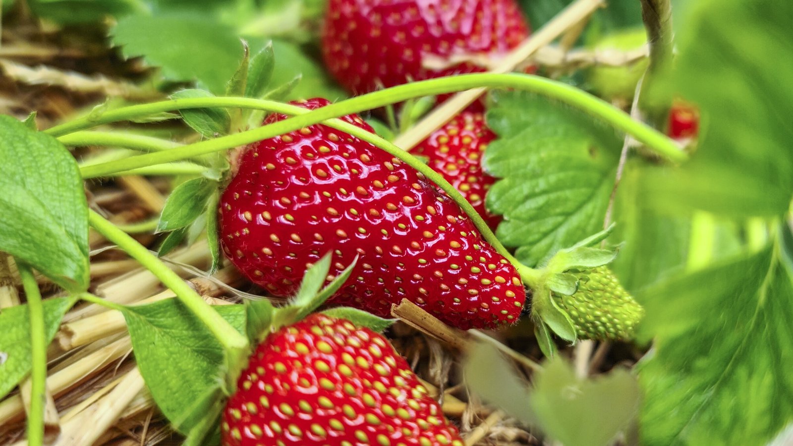 Close-up of ripe Fragaria x ananassa 'Albion' berries among green foliage and straw mulch. 'Albion' presents dark green leaves that are deeply lobed and serrated, adding a touch of elegance. The strawberries are large, firm, and exceptionally sweet, boasting a glossy red exterior and a juicy, tender flesh.