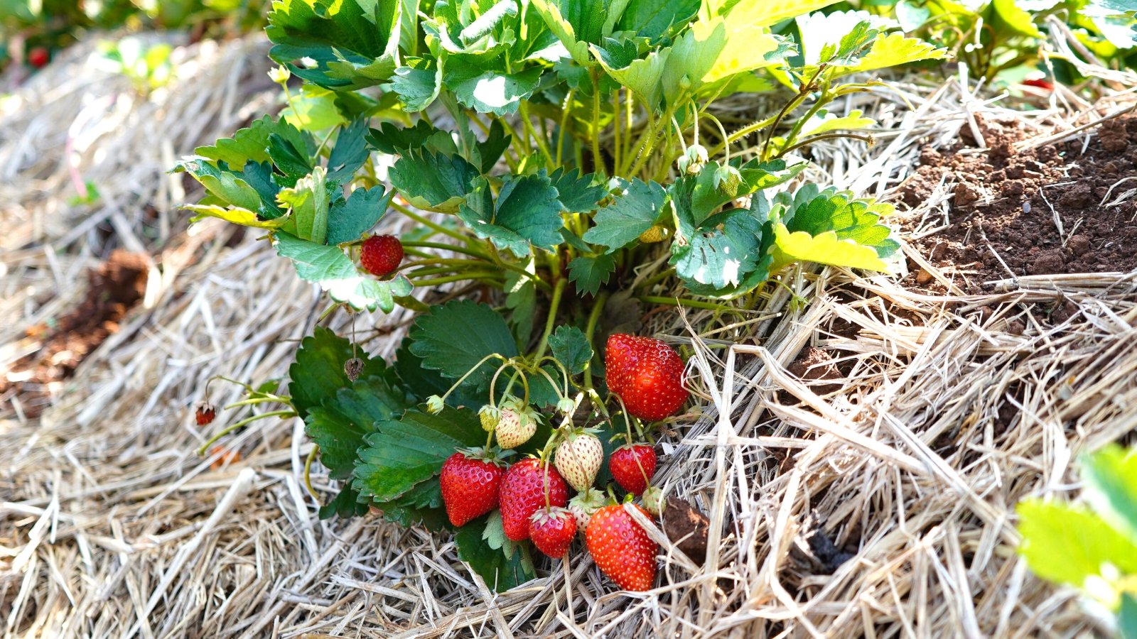 Close-up of Fragaria x ananassa 'Chandler' plant with ripe berries in a garden with mulched soil. 'Chandler' exhibits elliptical dark green leaves with serrated edges, providing a lush backdrop for its large, glossy red strawberries, known for their conical shape and vibrant hue.