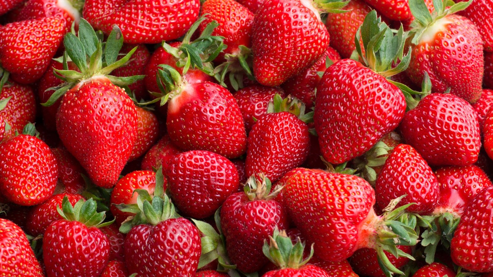 Close-up of freshly picked Fragaria x ananassa ‘Honeoye’ berries. 'Honeoye' showcases firm, bright red berries, which are conical in shape and shine with a radiant red color.