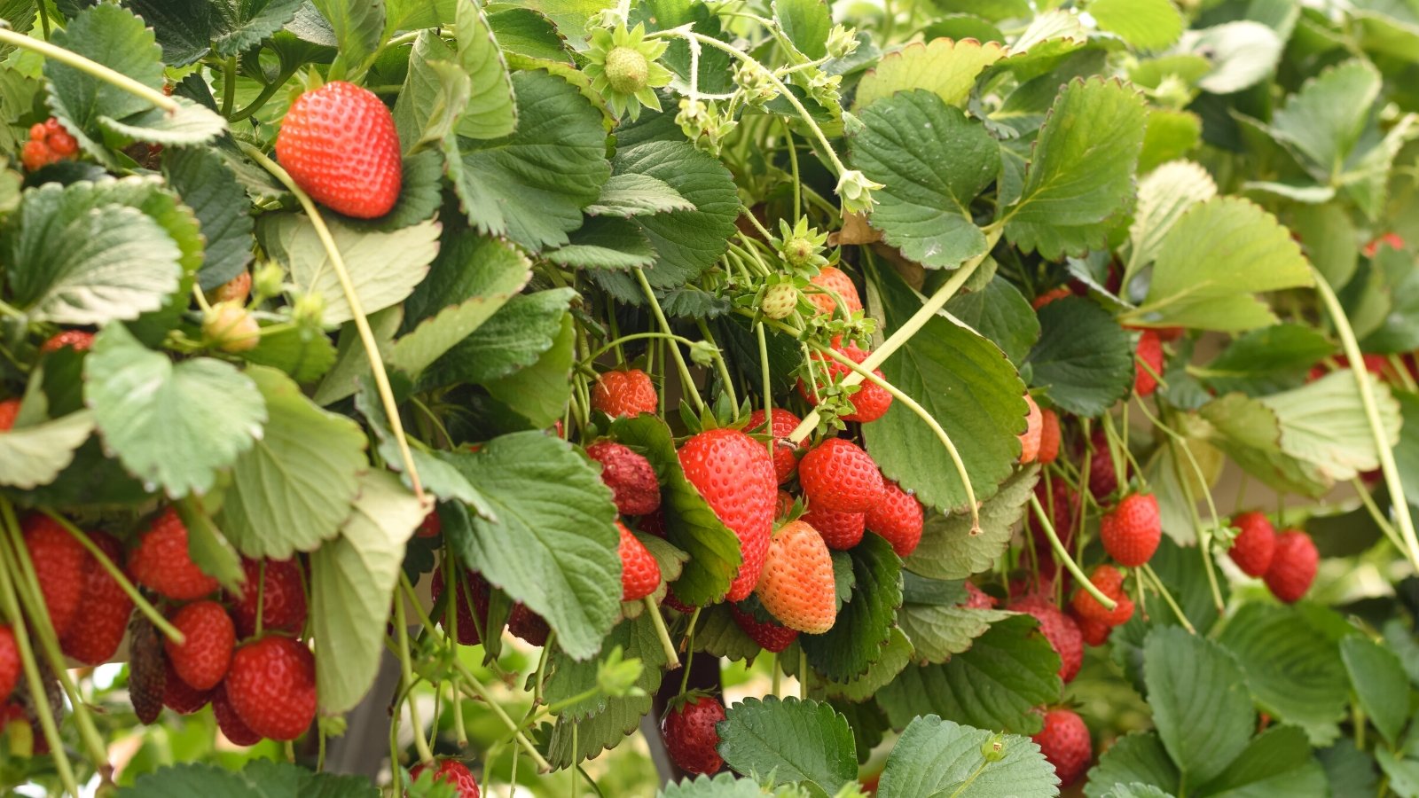 Close-up of Fragaria x ananassa ‘Jewel’ plants with hanging clusters of ripe berries. 'Jewel' displays broad, heart-shaped green leaves with slightly toothed edges, framing its large, deep red berries, characterized by a glossy texture and a plump, conical shape.