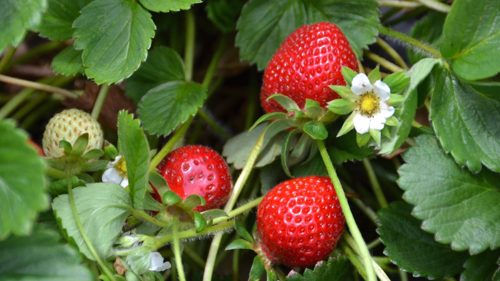 Close-up of a Fragaria x ananassa 'MNUS 248' plant with ripe berries and a delicate white flower with a yellow center among green foliage. 'MNUS 248' features dark green, serrated leaves that harmonize with its medium-sized, firm strawberries, known for their rich red color and classic conical shape.
