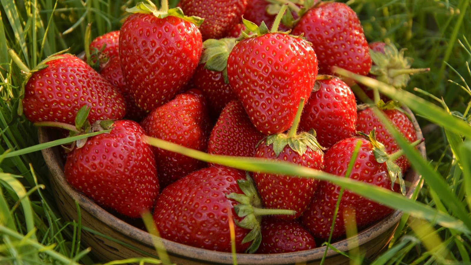 Close-up of ripe, freshly picked Fragaria x ananassa 'Tristar' berries in a small wooden bowl on green grass. The strawberries are small to medium-sized, bright red, and exceptionally aromatic, with a pleasantly firm yet juicy texture.