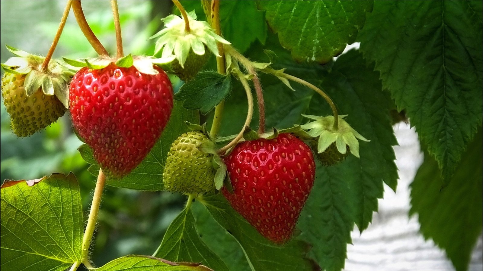 Close-up of ripe Fragaria ‘Surecrop’ berries among green foliage. Surecrop’ presents light green, oval leaves with jagged edges, enhancing its medium-sized, bright red strawberries, which have a glossy sheen and a round to conical shape.