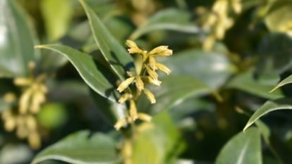 A close-up of green sweetbox buds, delicately poised against a backdrop of glossy leaves. Illuminated by sunlight, the buds exude freshness and tranquility, inviting viewers into a serene natural scene.