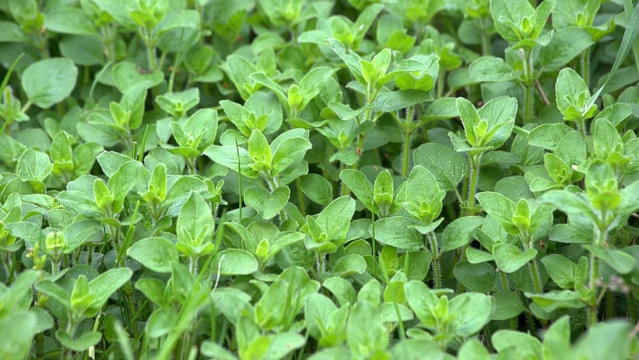 11 Great Herbs That Grow Easily From Seed