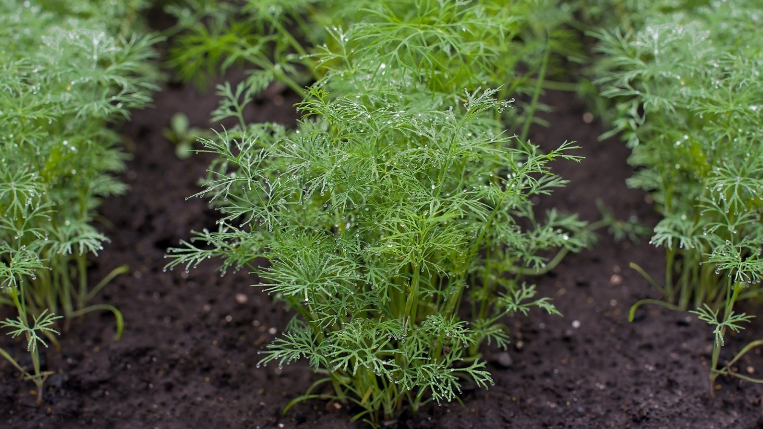 27 Beautiful Filler Plants for Flower Arrangements and Bouquets
