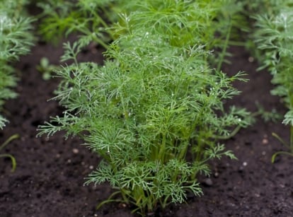Rows of dill plants thrive in nutrient-rich, dark soil, their leaves reaching towards the sky. Delicate water droplets embrace the feathery foliage, glistening like jewels under the gentle sunlight, adding a touch of freshness to the garden scene, showing how to grow dill