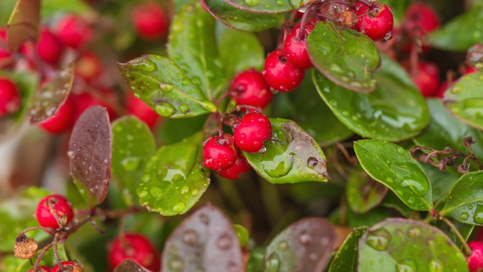 How to Plant Grow and Care For Wintergreen
