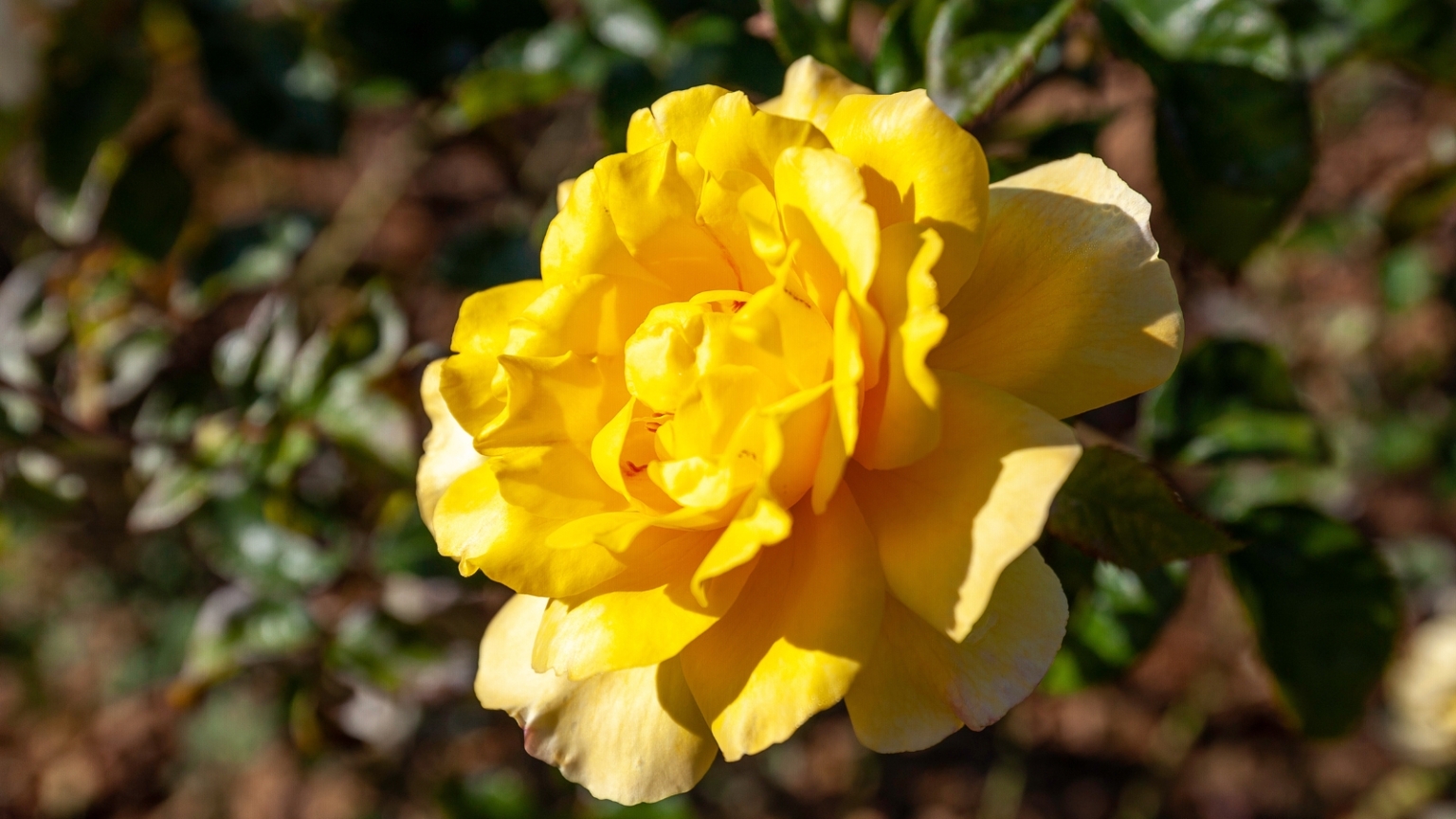 Long Life Roses 17 Roses With Extremely Long Lifespans